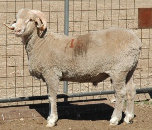 The high indexing ram from the 2013-2014 Texas A&M AgriLife Ram Test was TAES 8989 (test #15) (Texas A&M AgriLife Extension Service photo by Steve Byrns)