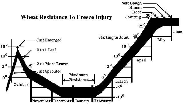Wheat Resistance to Freeze Injury