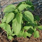 Hophornbeam Copperleaf Acalypha ostryifolia