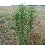 Horseweed Conyza canadensis