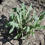 Prickley Lettus Lactuca serriola