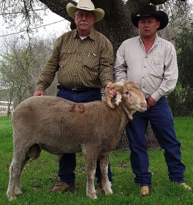 The High Selling Ram from the 2012 Texas AgriLife Ram Performance Test was TAES 8830 (test #19). He was purchased by Sawyer Ranch, TX, for $3,700. Pictured: Juan Bonilla, Sawyer Ranch Foreman, and Dr. Butch Taylor, Texas AgriLife Research - Sonora Photo Credit: N. Garza, Texas AgriLife Research