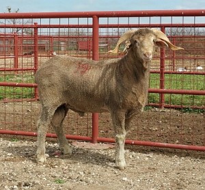 The High-Selling ram of the 2014-2015 Texas A&M Ram Test was TAES 9065 (test no. 19). He sold for $2400 to J.L. Glass Ranch, Big Spring. (photo credit: Jake Thorne)