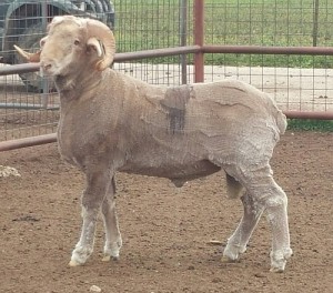 The High-Indexing ram on the 2014-2015 Texas A&M Ram Test was JP Family #412 (test no. 42). Photo credit: Jake Thorne