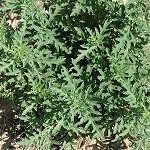 Western Ragweed Ambrosia psilostachya