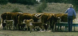Supplement Beef Cattle