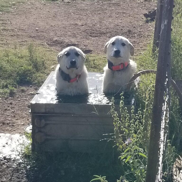 Willie & Johnny in water 3